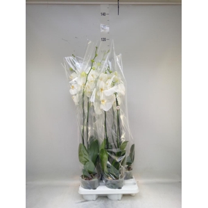 Phalaenopsis   ...white
