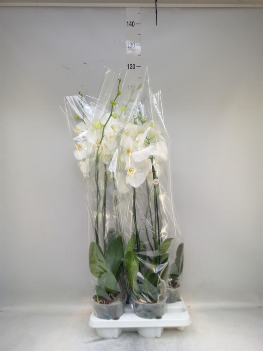 <h4>Phalaenopsis   ...white</h4>