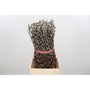 Salix Ca Snow Flake