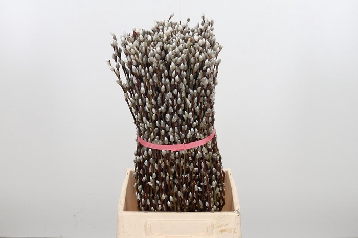 <h4>Salix Ca Snow Flake</h4>