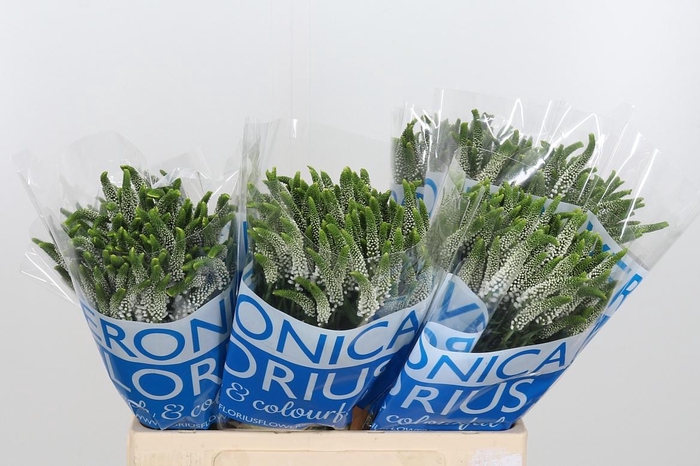 <h4>Veronica Caya Wit Spray</h4>