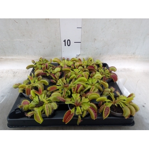 Dionaea muscipula