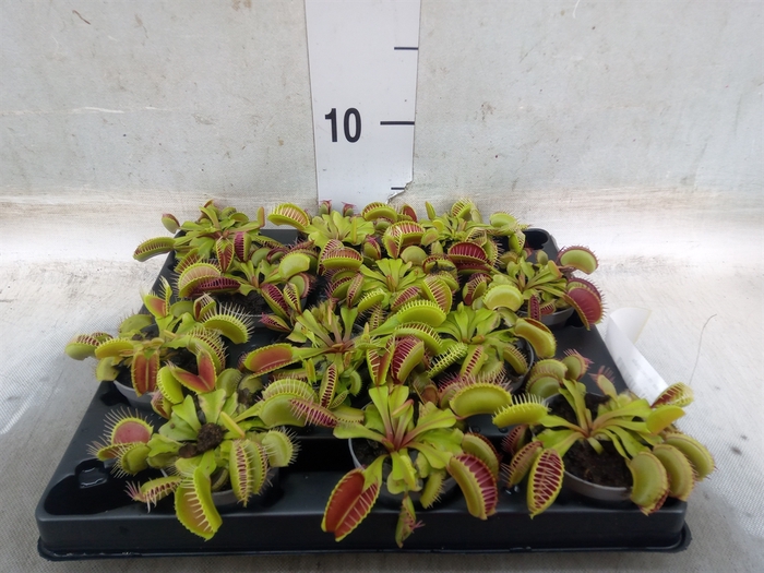 <h4>Dionaea muscipula</h4>
