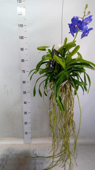 <h4>Vanda hybrids</h4>
