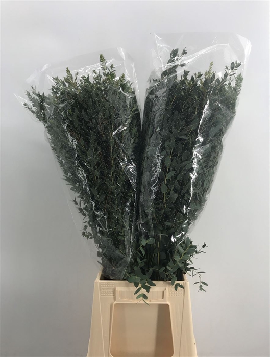 <h4>Euca Parvifolia 300 Gram</h4>