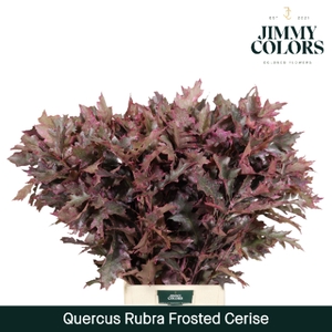 Quercus Rubra L80 Klbh. Frost Cerise