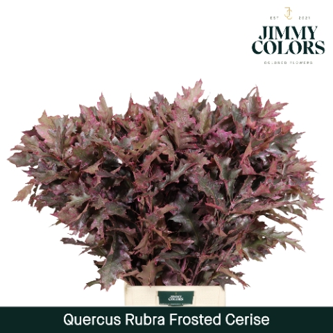 <h4>Quercus Rubra L80 Klbh. Frost Cerise</h4>