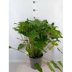 Philodendron  'Xanadu'