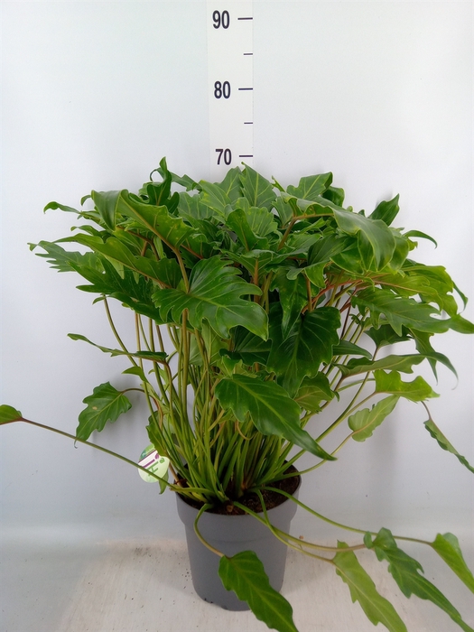 <h4>Philodendron  'Xanadu'</h4>