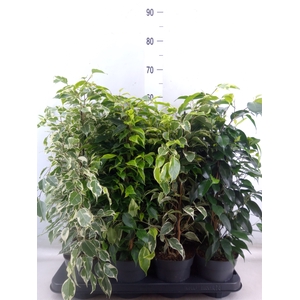 Ficus benja.   ...mix