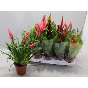 BROMELIA GEM 10 SRT