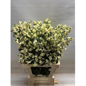 SYMPHO MAG LEMO LIME