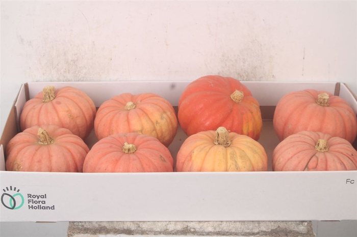 Cuc P Miss Pink Sophie X8