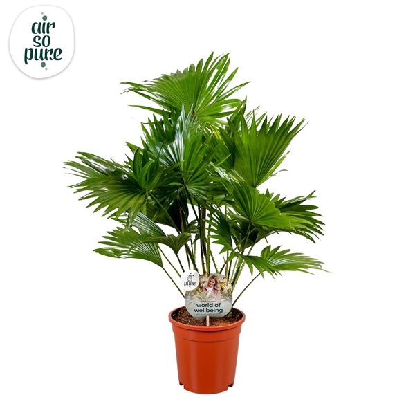 <h4>Livistona rotundifolia 17 cm"Disc Etiket Air So Pure</h4>