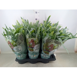 Phlebodium aureum 'Blue Star'