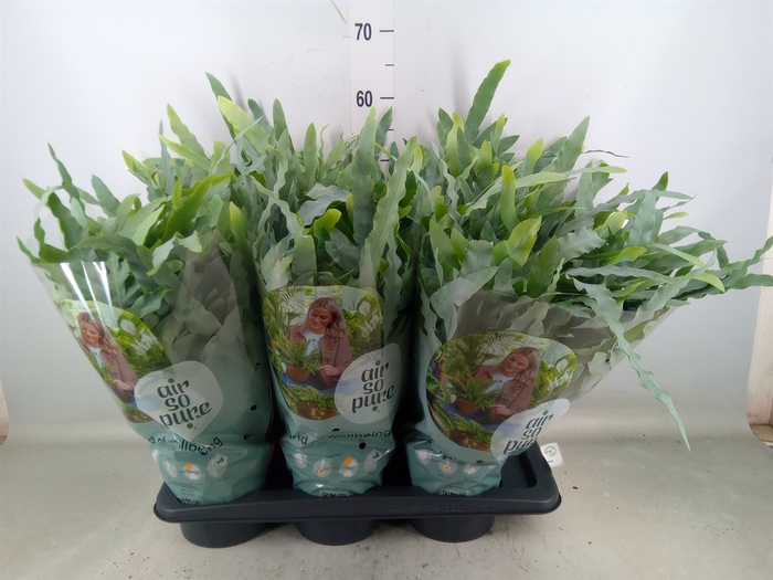 <h4>Phlebodium aureum 'Blue Star'</h4>