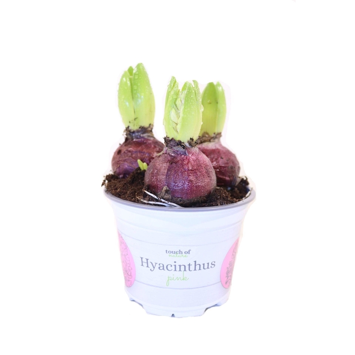 <h4>Hyacinthus Pink - 12 cm</h4>