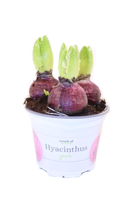 Hyacinthus Pink - 12 cm