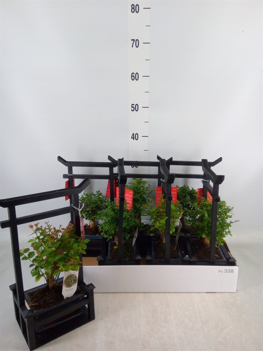 <h4>Bonsai   ...mix</h4>