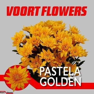 Chr T Pastela Golden