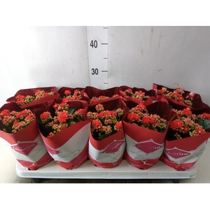 Kalanchoe blos. 'Perfecta Red'