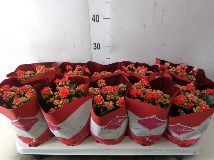 <h4>Kalanchoe blos. 'Perfecta Red'</h4>