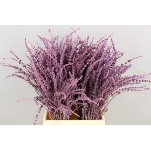 DF Lavender Bs Pink