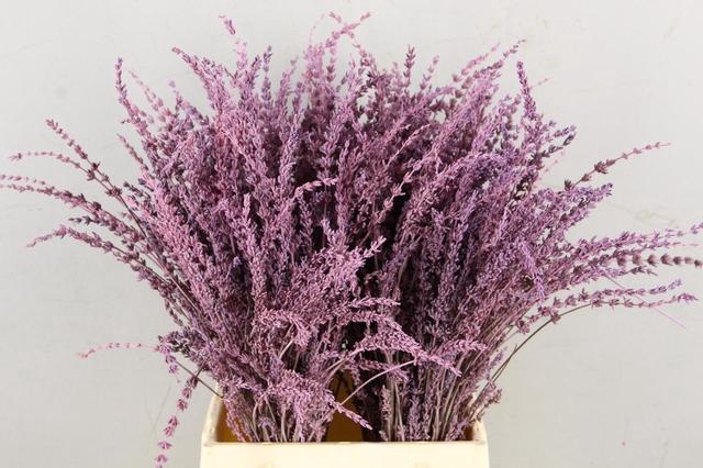 <h4>DF Lavender Bs Pink</h4>