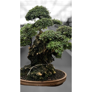 Zelkova parvifolia on rock, pot 67 cm. Height 90cm. (single item)