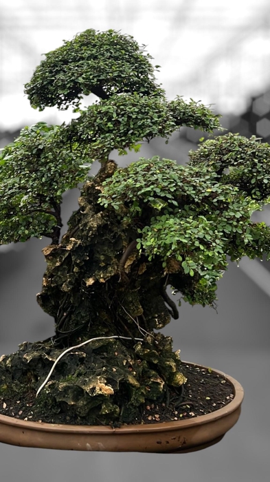 <h4>Zelkova parvifolia on rock, pot 67 cm. Height 90cm. (single item)</h4>