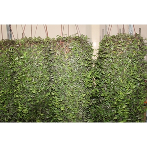 CALLISIA C21