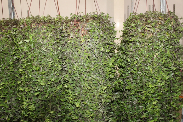 <h4>CALLISIA C21</h4>