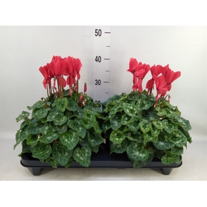Cyclamen GR 'XL'