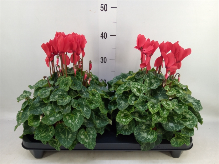 <h4>Cyclamen GR 'XL'</h4>