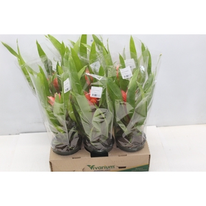 BROMELIA VARIADA P12