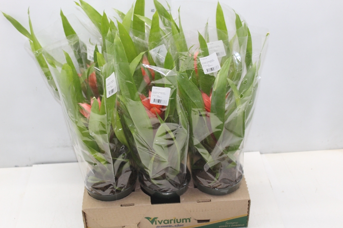 <h4>BROMELIA VARIADA P12</h4>
