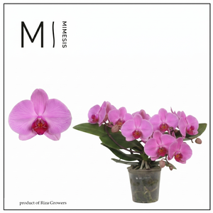 Phalaenopsis Muse Pink 25+ - 12cm | Mimesis