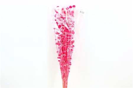 <h4>Dried Big Mars D Pink Bunch</h4>