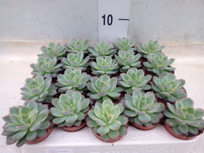 <h4>Echeveria   ...not flowering</h4>