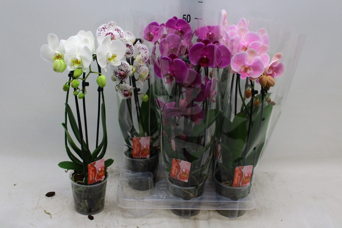 <h4>PHAL EL CASCADE</h4>