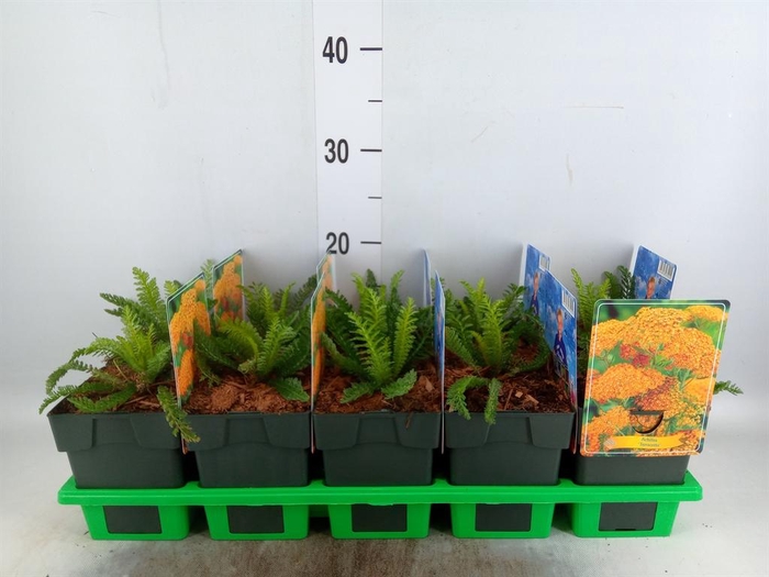 <h4>Achillea millef.</h4>