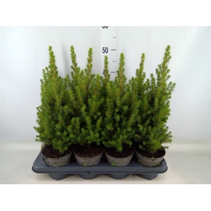 Picea glauca 'Perfecta'