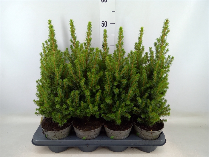 <h4>Picea glauca 'Perfecta'</h4>