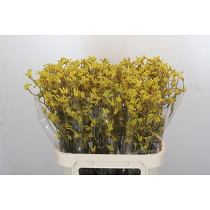 Anigozanthos Bush Down