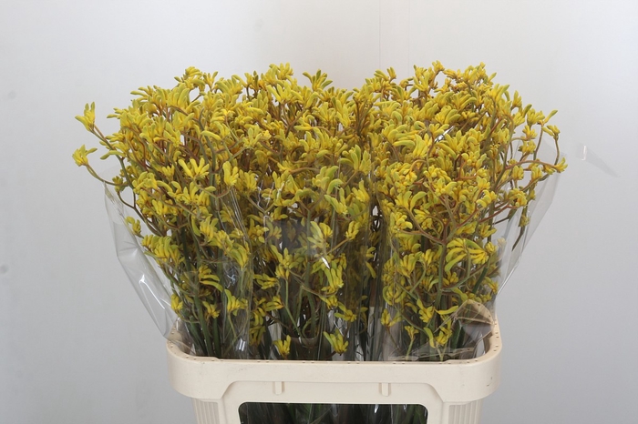 <h4>Anigozanthos Bush Down</h4>