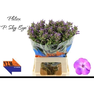 PHLOX P SKY EYES