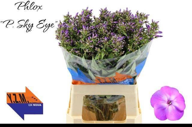 <h4>PHLOX P SKY EYES</h4>