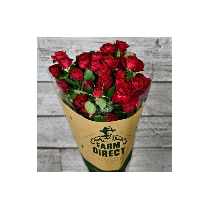 <h4>R Tr Red Trendsetter</h4>