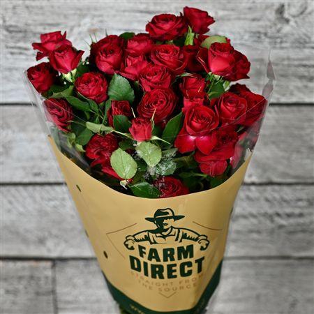 <h4>R Tr Red Trendsetter</h4>