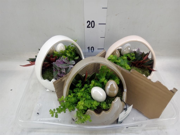 <h4>Arr. Pasen H%</h4>